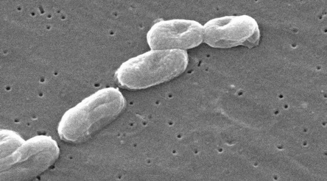 Microscopic view of the Burkholderia cepacia bacteria