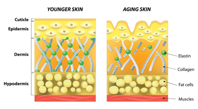Collagen | Uses, Side Effects & Benefits of Collagen