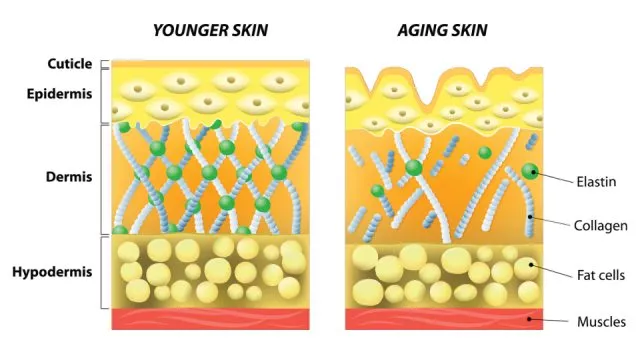 Collagen Skin Aging 640x0 c default - Collagen - Beauty Fad or your Best Friend? - young living