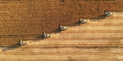 Field of crops with harvesters