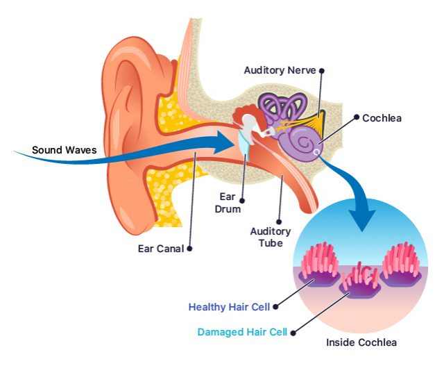 Diagram that shows the internal organs of the ear