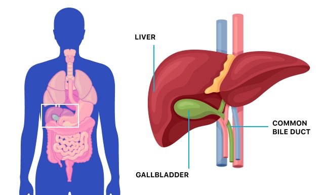 Gallbladder Location In Human Body