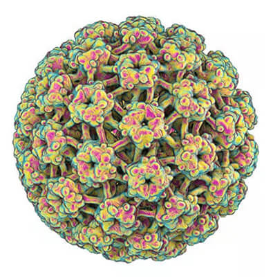 HPV Microscopic view of HPV