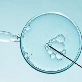 IVF Petri Dish