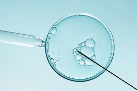 IVF Petri Dish