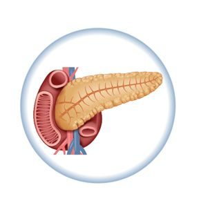 Illustration of pancreas