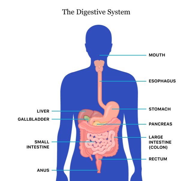 The Digestive System