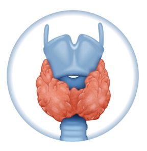 Illustration of the thyroid gland.