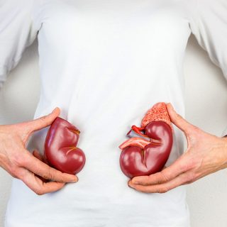 Woman holding model of kidneys
