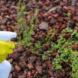 Spraying weed killer