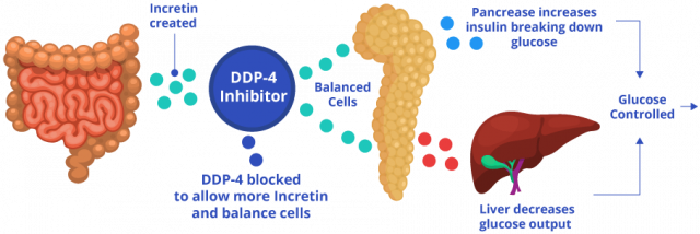 How DDP-4 Inhibitors Control Glucose Diagram