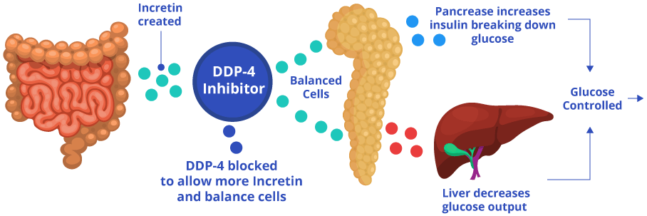 sitagliptin how does it work