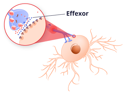 Close Up of the Re-absorption of Serotonin & Norepinephrine