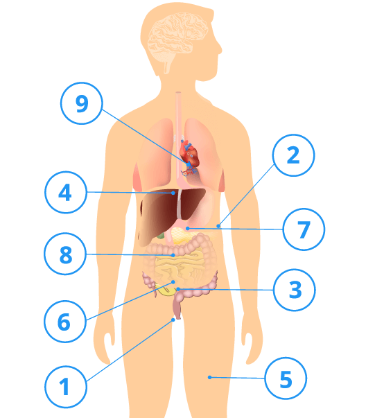 Enteropathy side effects diagram