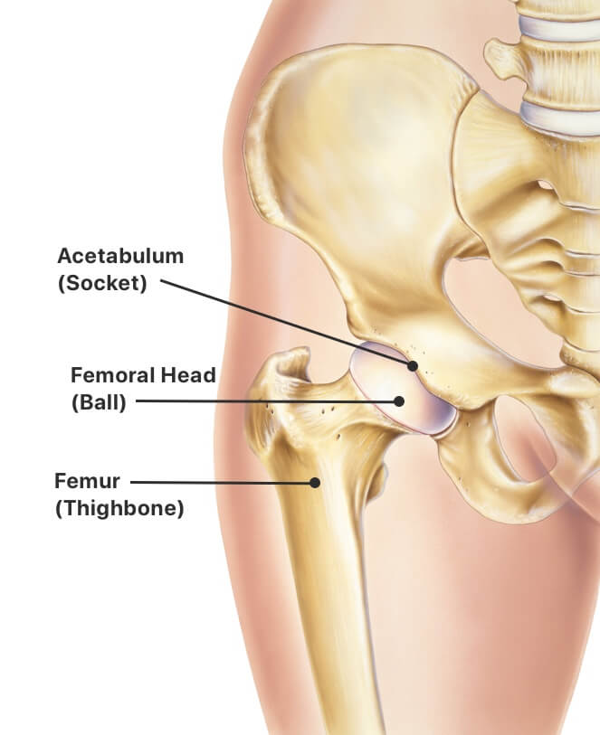 Hip & Total Hip Replacement Surgery, Treatment