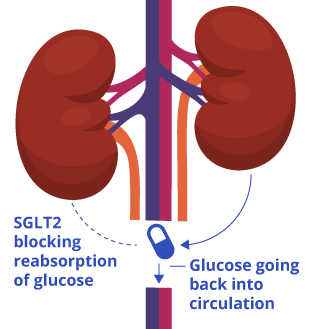 Diagram of How SGLT2 Inhibitors Work