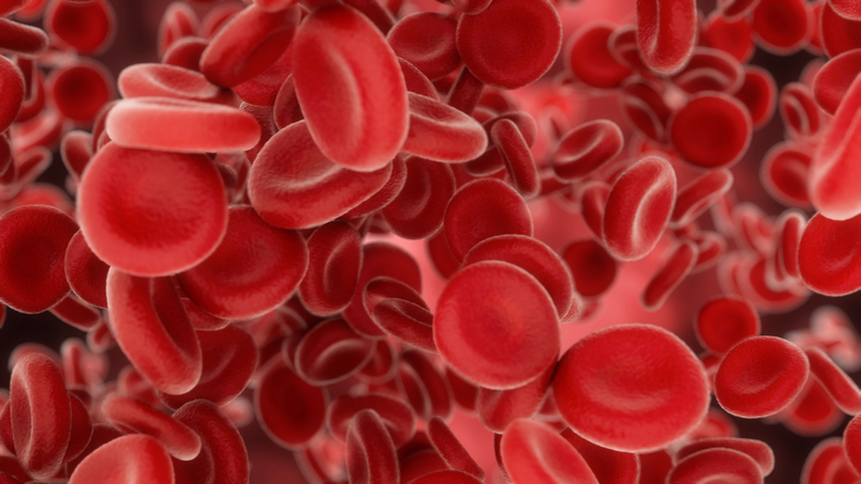 Illustration of red blood cells