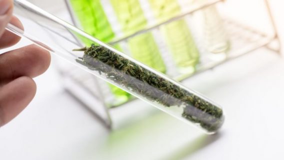 cannabis being analyzed in lab