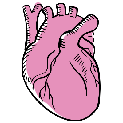 Illustration of human heart