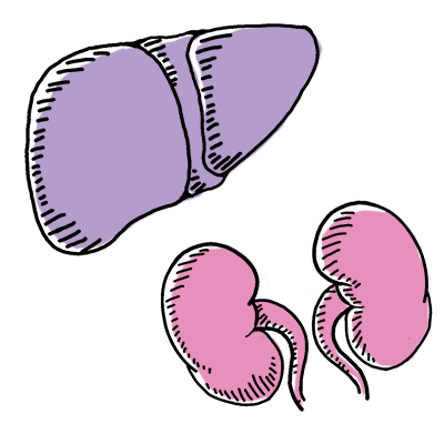 Illustrations of the kidneys and liver