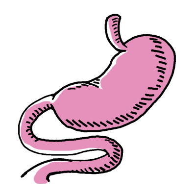 Illustration of stomach, esophagus and digestive tract