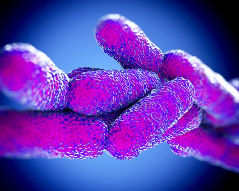 Close-up illustration of Legionella Pneumophila bacteria