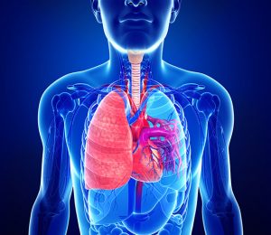 Male lung and heart anatomy