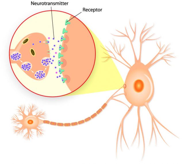 Neurotransmitters diagram