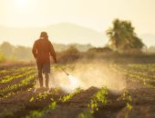 A farmer spraying pesticide on young crops in a field.