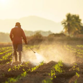 A farmer spraying pesticide on young crops in a field.