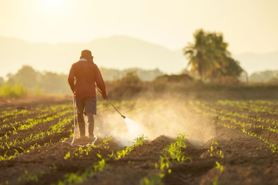 A farmer spraying pesticide on young crops in a field.