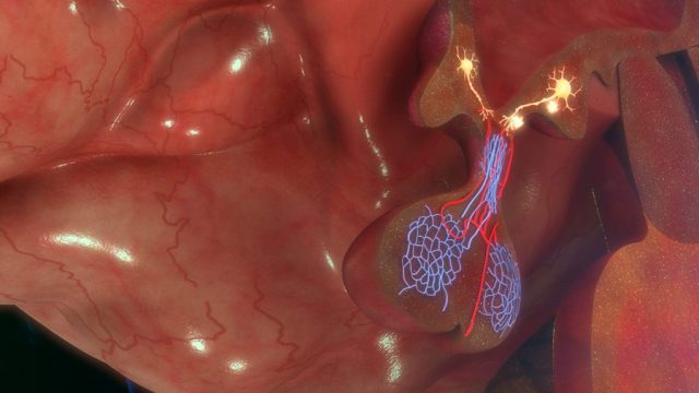 Pituitary gland close up rendering