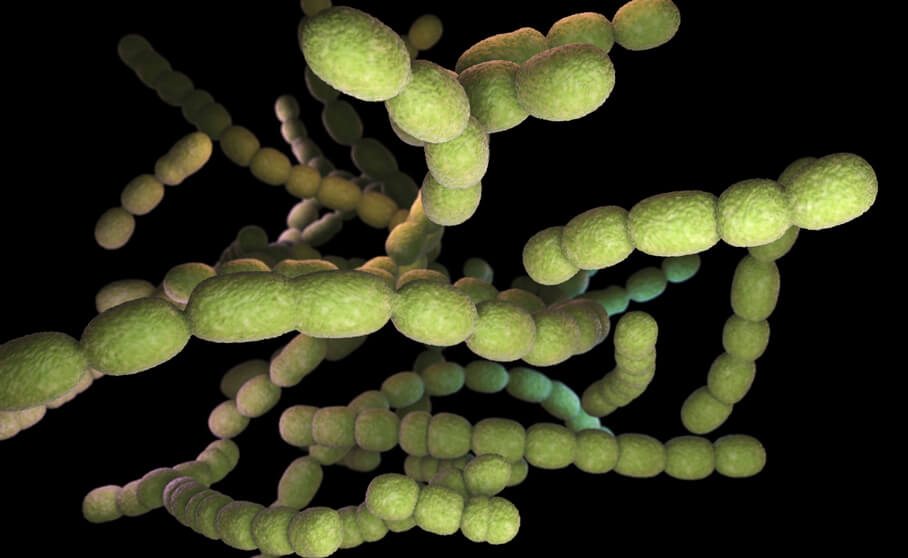 Pneumococcal Bacteria Up Close Pneumococcal Bacteria Up Close