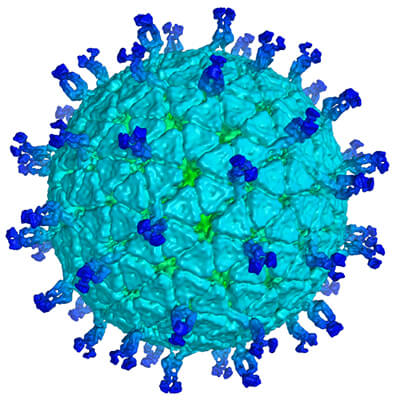 rotavirus Microscopic view of Rotavirus