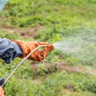 Man spraying weed killer on grass