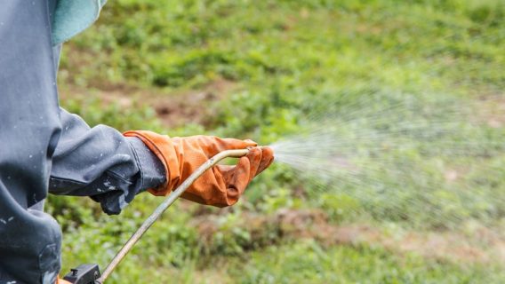 Man spraying weed killer on grass