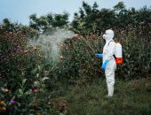 man with weed killer
