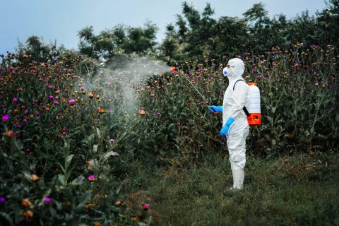 man with weed killer