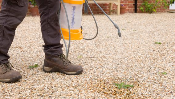 Gardener using Roundup on weeds