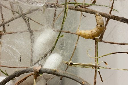 silk protein scaffold silk protein scaffold