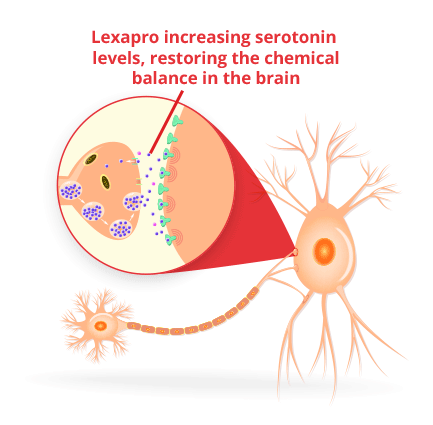 Lexapro Increases Serotonin Levels in the Brain