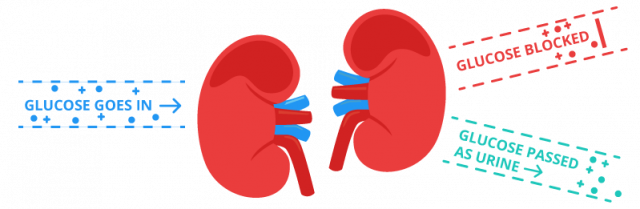 SGLT2 inhibitor function