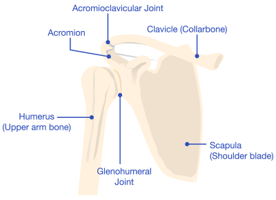 Shoulder Diagram