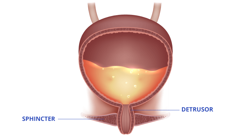 Diagram of the sphincter and detrusor controlling urination