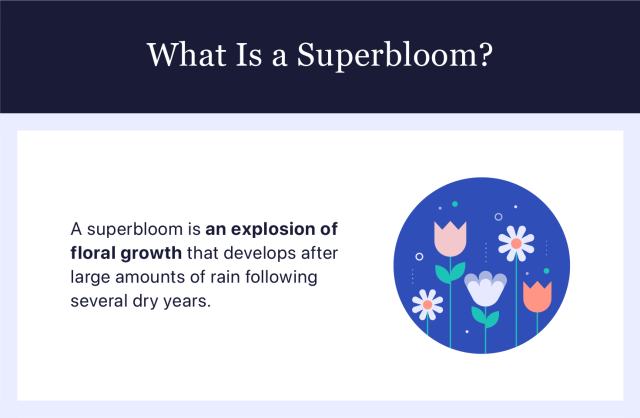 Graphic explaining what a “superbloom” is.