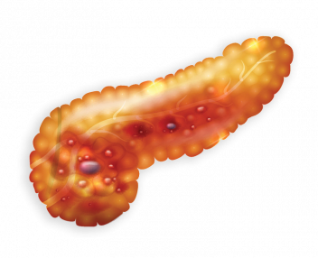 Pancreas Illustration