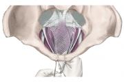FDA Stops Sales of Transvaginal Mesh for Pelvic Organ Prolapse