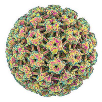 microscopic 3d view of HPV virus