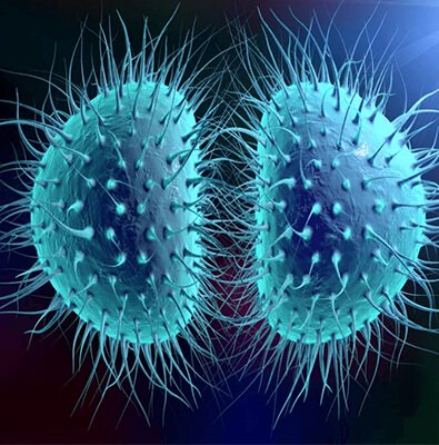 meningococcal Microscopic view of meningitis