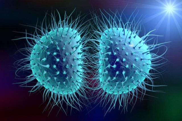 Microscopic view of the Meningococcal disease